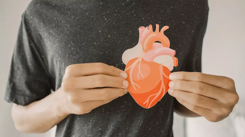 Hands holding heart anatomy, organ donor, cardiac heart cancer, health care hospital service concept / Foto: Sewcreamstudio