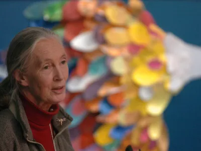 Jane Goodall, znanstvenica in največja antropologinja