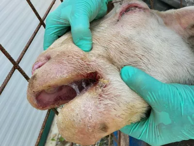 Ovca, bolezen modrikastega jezik (BTV). Foto: UVHVVR