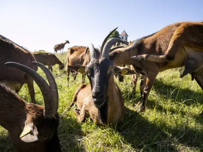 ﻿- koze- 02.06.2021 – Sveta Ana, Jezero– Kmetija Kržič – reportaža o snemanju filma režiserja Miha Čelarja: Sinovi burje, ki govori o vrnitvi kraškega ovčarja ne mejo med človeka in volka. //FOTO. Matjaž Rušt / Foto: Matjaž Rušt