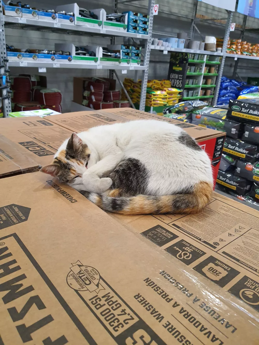 Story from Jam Press (Missing Cat Found)Pictured: Francine.Beloved shop cat found 90 miles from home after determined community launches DRONES in major search operationA beloved shop cat was found 90 miles from her home after a community launched drones in a bid to track her down.Francine, a stray who has lived at a DIY store for eight years, went missing in mid-September, sparking a desperate search.Staff launched a massive rescue mission using thermal drones, professional trackers, and hours of CCTV footage, as reported by NeedToKnow.It soon became clear the cheeky moggy had accidentally hopped onto a truck bound for the company's distribution centre.Signs, humane traps, and cameras were set up across the site in Garysburg, North Carolina, US, with asset protection teams monitoring every clue.On Saturday (4 October), Francine was finally caught on camera - and moments before midnight, she was safely trapped using her favourite food."She looked at us and gave this big meow like, 'What took you so long?'" said Wayne Schneider, of Lowe's Home Improvement in Richmond, Virginia, who was reunited with the cat on Monday (6 October).Store manager Mike Sida added: "From the start, we knew we'd do whatever it took to bring Francine home."She's part of who we are here."The pair made the 90-minute drive at 4am on Monday (6 October) to collect their furry colleague and bring her back to Richmond.Sida added: "She has always been a beacon for our customers."She's more than our store cat - she's part of our family."ENDS,Image: 1044132563, License: Rights-managed, Restrictions:, Model Release: no