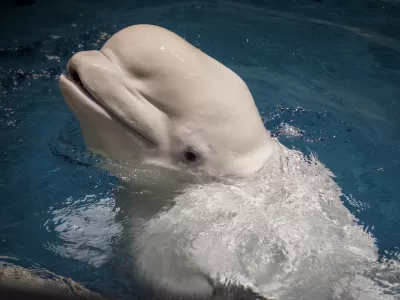 Beluga whale (Delphinapterus leucas) / Foto: Naotto1