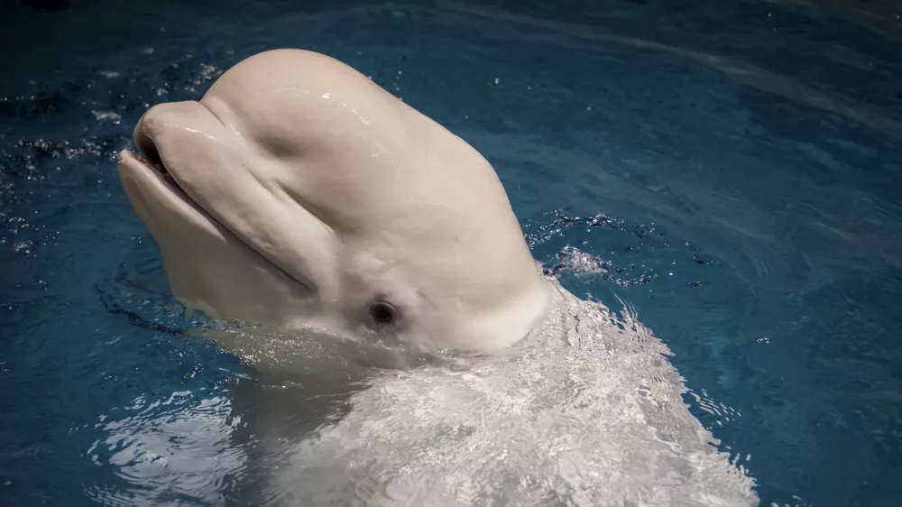 Beluga whale (Delphinapterus leucas) / Foto: Naotto1