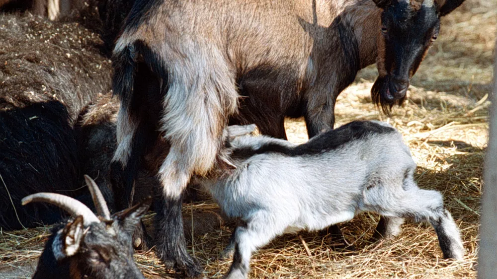 Živalski vrt, ZOO koza