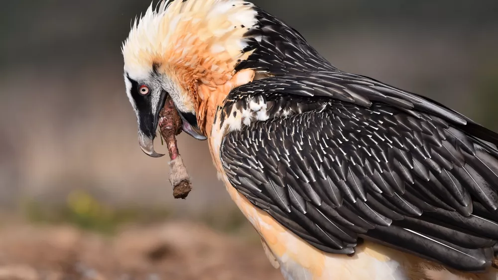 Prelepa ptica, ki pa v svoje gnezdi prinaša marsikaj zanimivega. / Foto: Istock