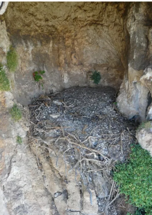 Gnezdo, kjer so našli predmete. / Foto: Sergio Couto/margalida Et Al., Ecology, 2025