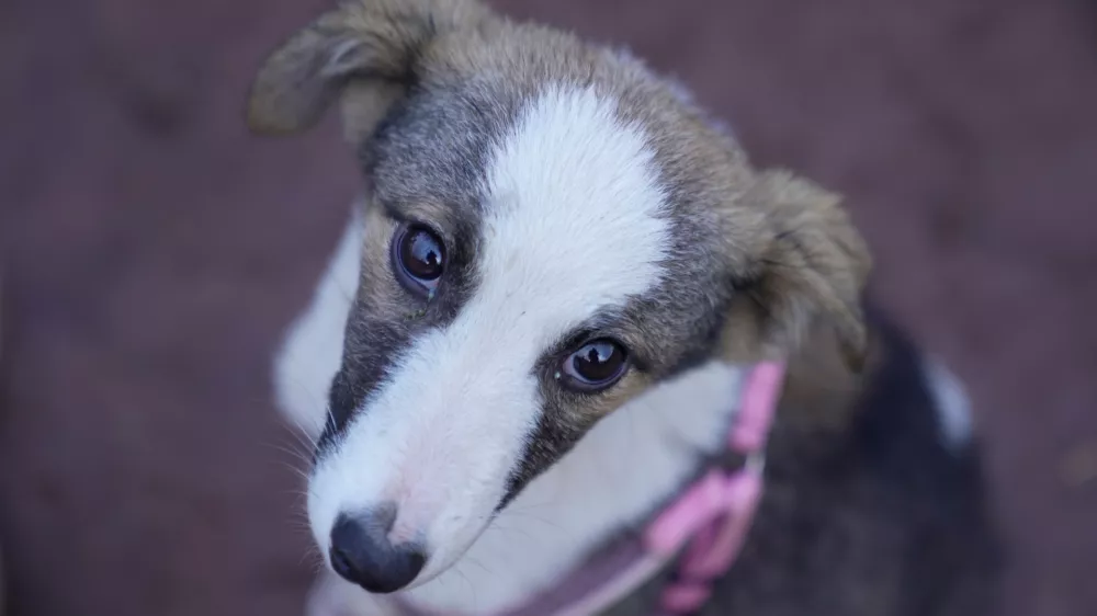A stray dog that was abandoned on the streets rest at a shelter in Addis Ababa, Ethiopia, Sunday, Sept. 7, 2025. (AP Photo/Brian Inganga)