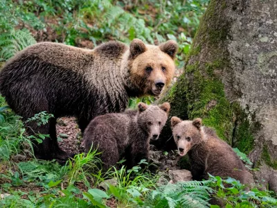 Upravljanje populacije medveda se odmika od stroke