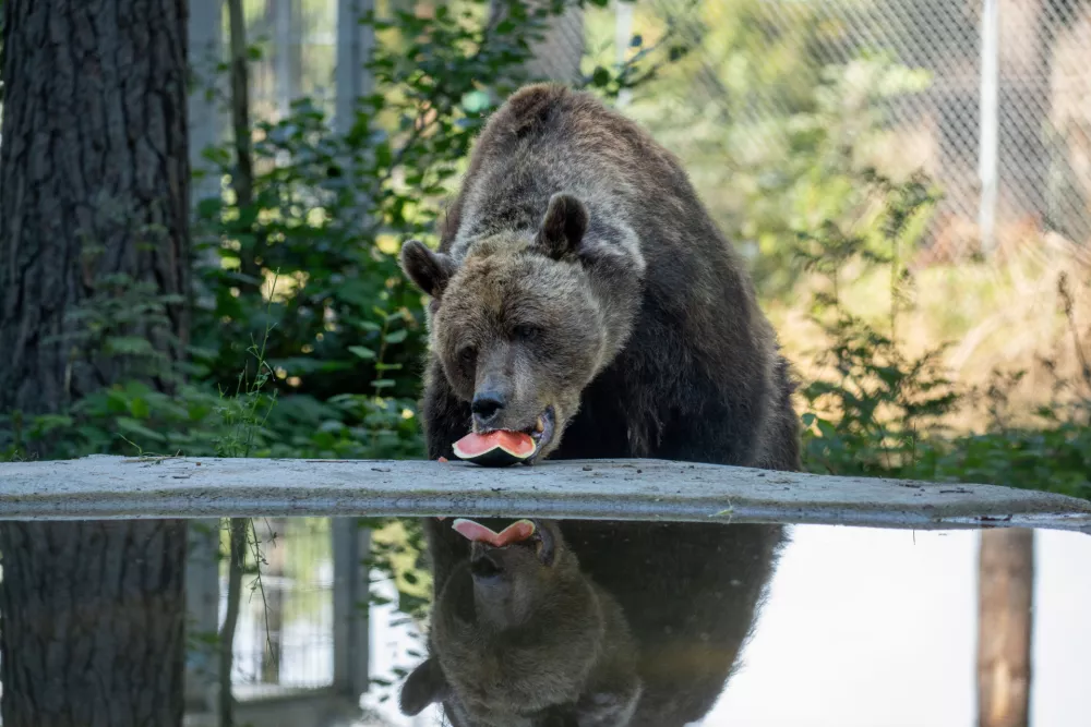 Felix je odličen jeden, v slast pa mu grejo tudi lubenice. Foto: FOUR PAWS