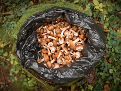 Gobe v plastični vrečki - to ni najboljša ideja. / Foto: Istock