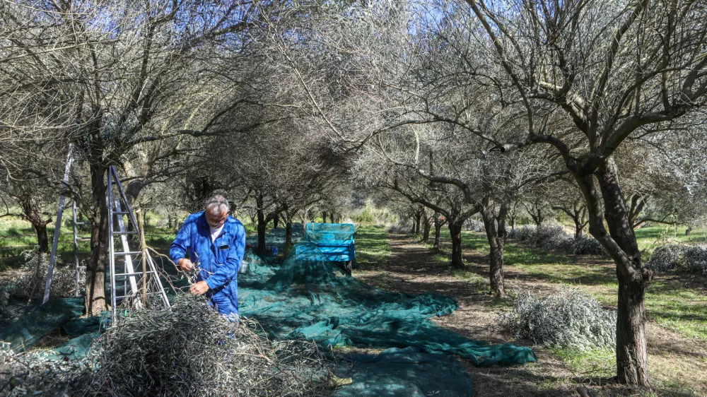 13.10.2025 - Oljke, olive, trgatev oljkjesenska reportaža Objektiv - ParecagFoto: Luka Cjuha / Foto: Luka Cjuha