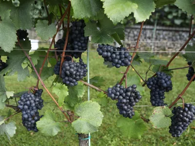 9.9.2025 - tradicionalna trgatev v grajskem vinogradu; Ljubljanski grad, grajski vinogradtrgatev, grozdje, trtaFoto: Luka Cjuha