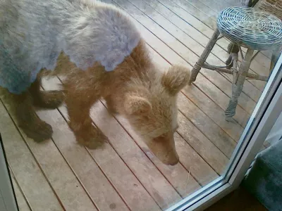 Takole je medved prihlačal na balkon in iskal hrano. Zato opozorila, da zunaj ne puščate hrane, niso odveč. 