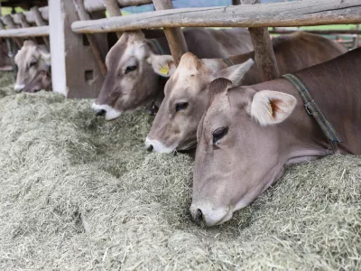 - krave molznice na paši - - 01.06.2022 – Trebnje - Ekološka kmetija Kukenberger – Ekosirarna, ekološka pridelava in predelava mleka, Gorenje Ponikve 20, //FOTO: Bojan Velikonja