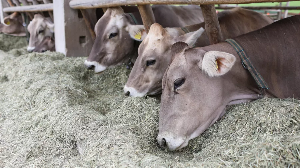- krave molznice na pa&scaron;i - - 01.06.2022 &ndash; Trebnje - Ekolo&scaron;ka kmetija Kukenberger &ndash; Ekosirarna, ekolo&scaron;ka pridelava in predelava mleka, Gorenje Ponikve 20, //FOTO: Bojan Velikonja