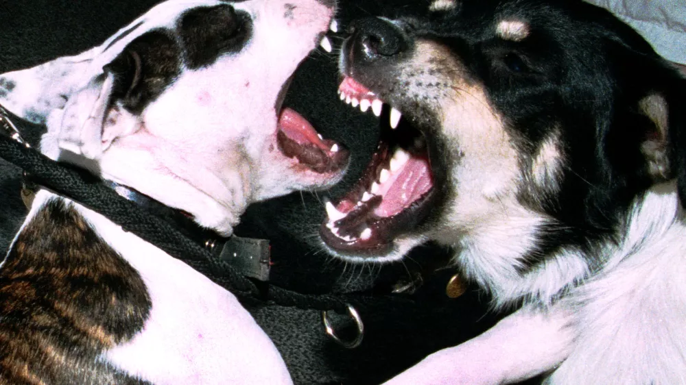 pasji boj, pes ugriz