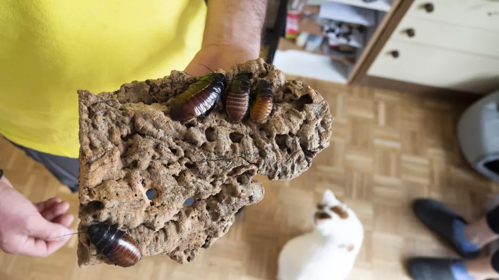 - ščurki - 21.04.2022 – eksotične živali v Ljubljani - //FOTO: Nik Erik Neubauer