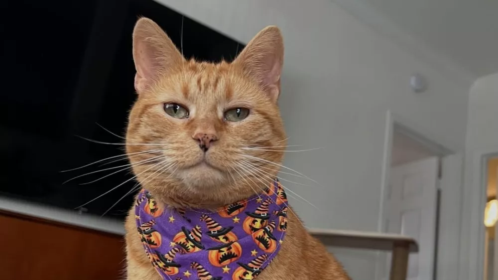 Oranžna mačka Almond. / Foto: Ig/almondandcashie