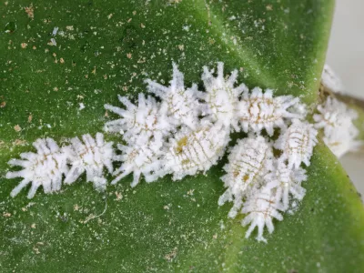 Spiked mealybug, coconut mealybug, Nipaecoccus nipae. A colony of insects on a leaf. / Foto: Tomasz Klejdysz