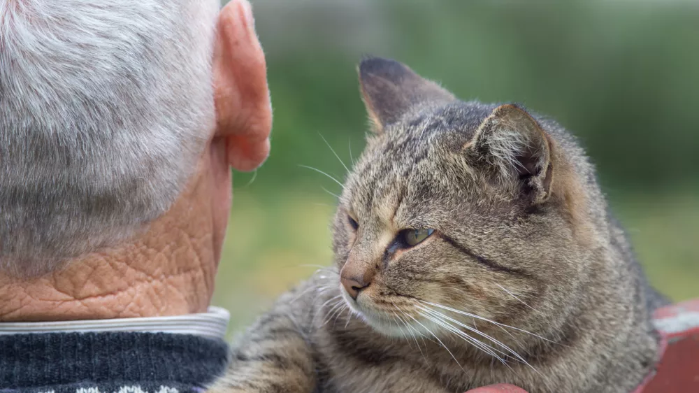 Rear view od senior man sitting on the bench in the park with tabby cat on his shoulder / Foto: Jevtic