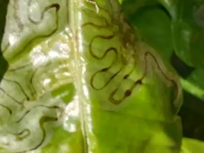 Listni zavijač / Foto: Osebni Arhiv