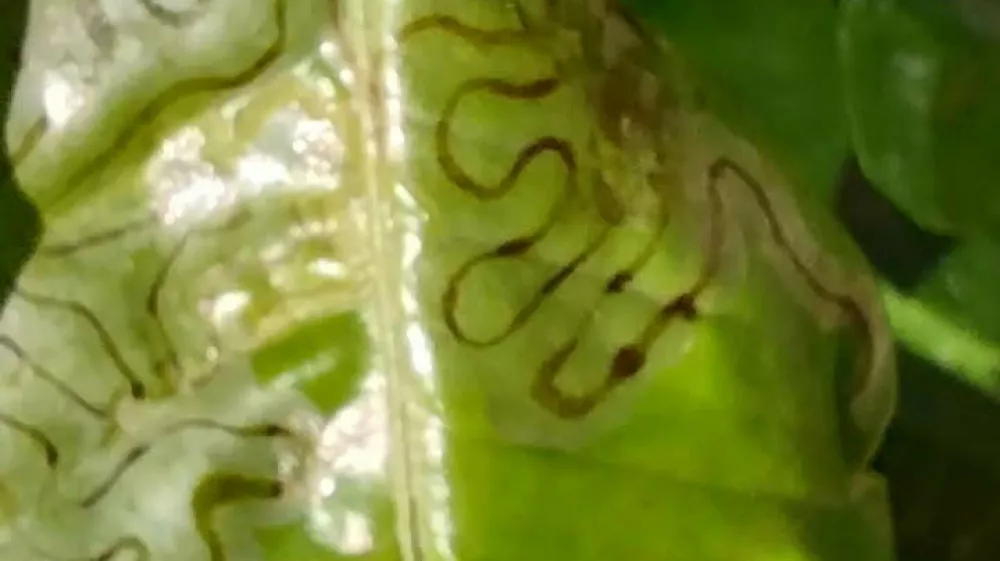 Listni zavijač / Foto: Osebni Arhiv