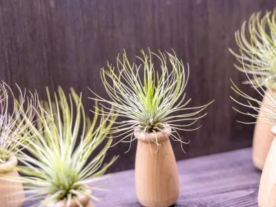 Lahko jih damo tudi v takšne lesene vaze. / Foto: Istock