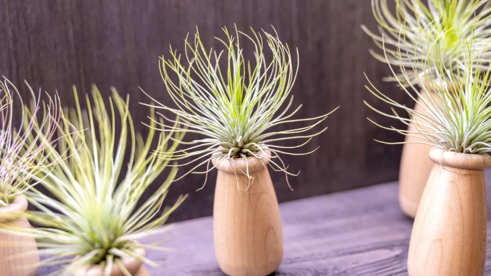 Lahko jih damo tudi v takšne lesene vaze. / Foto: Istock