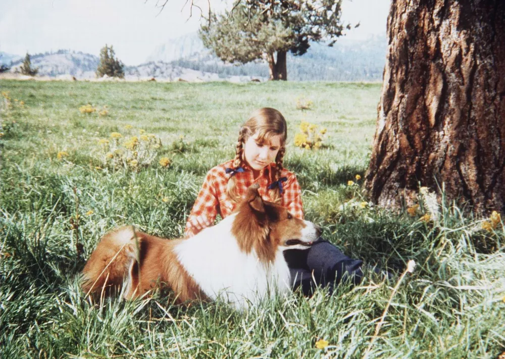 ﻿Lassie: Lajež radostiLassie: Lassie's Joyous Sound, am. avantura, 1972. Igrata Larry Pennell, Pamelyn Ferdin,  režija  Jack Wrather. / Foto: Tv