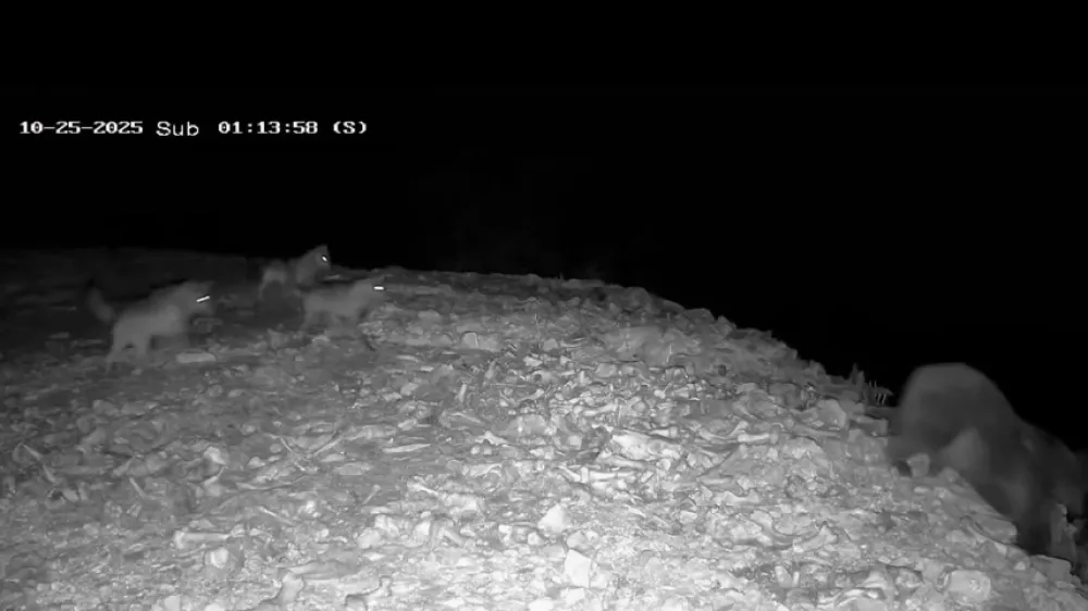 Obračun med medvedom in volkovi. Vir: IG, zajem zaslona