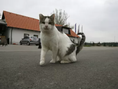 Zavetišče za zapuščene živali Gmajnice 30, azil za živali namenjen začasni namestitvi zapuščenih živali psov in mačk //FOTO: Luka CjuhaOPOMBA: ZA OBJAVO V ČASOPISU DNEVNIK