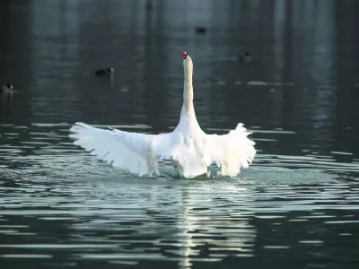 ﻿- Labodi - velike vodne ptice selivke - labod//FOTO: Jaka GasarOPOMBA: ZA OBJAVO V PRILOGI - DNEVNIKOV OBJEKTIV - REPORTAŽA 2013