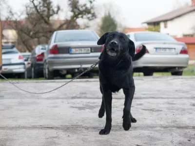 ﻿- 17.11.2015 - simbolična fotografija - pes na verigi - vrvica -   //FOTO: Maja Marko