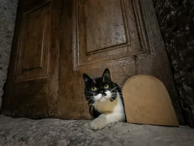 ISTANBUL, TURKIYE - OCTOBER 23: A cat rests by the restored â€œcat doorâ€ in the Harem section of Topkapi Palace, a centuries-old passage originally built for palace cats during the Ottoman era, in Istanbul, Turkiye, on October 23, 2025. Sebnem Coskun / Anadolu,Image: 1048516693, License: Rights-managed, Restrictions:, Model Release: no / Foto: Profimedia