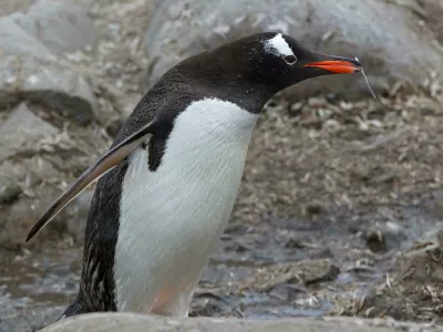 Pingvin, Antarktika. Foto: Reuters/Alamy