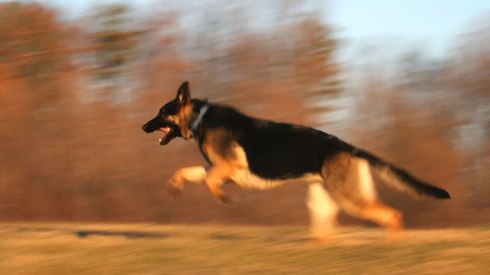 Nem&scaron;ki ovčar. Foto: Reuters/Alamy