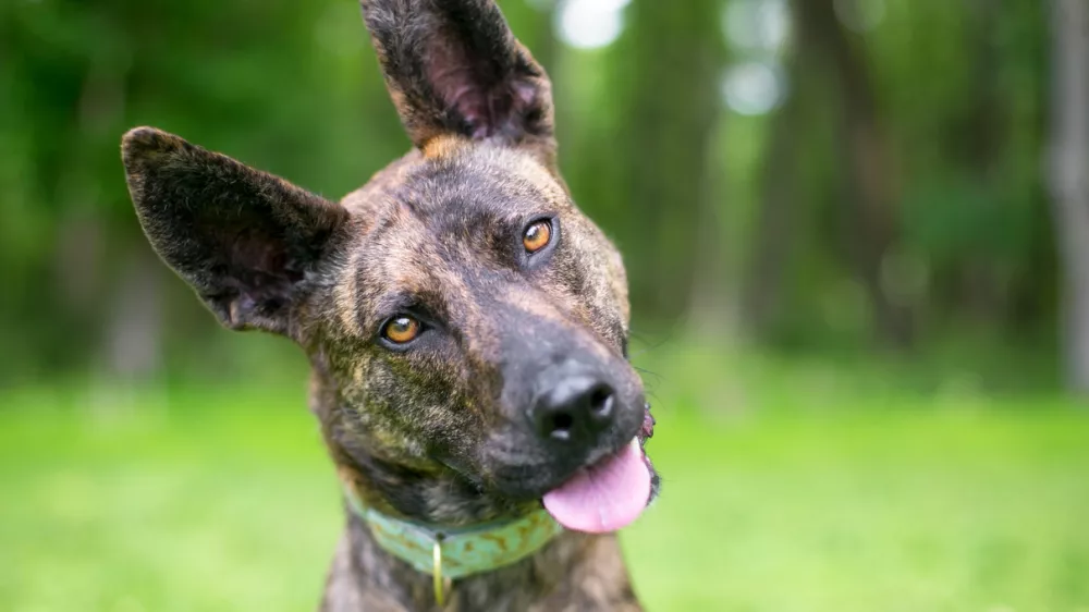 A brindle Dutch Shepherd mixed breed dog listening with a head tilt