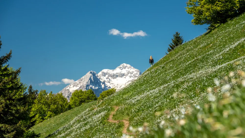 karavanke narcise gore / Foto: Gregaerzen