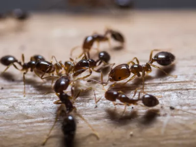 Close up of red imported fire ants (Solenopsis invicta) or simply RIFA