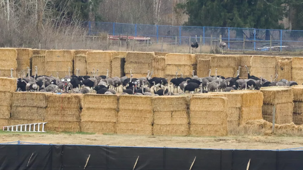 Ostriches are corralled near the Universal Ostrich Farms in Edgewood, B.C., after the Supreme Court of Canada declined to hear the farm's appeal against an order to cull more than 300 of its ostriches on Thursday, Nov. 6, 2025. (Aaron Hemens/The Canadian Press via AP)