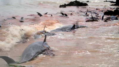 In this picture provided by the Institute of Marine Science water turns red with blood as dolphins lie on the shore in Zanzibar, Saturday, April 29, 2006. Scientists worked Saturday to determine why hundreds of dolphins were stranded in shallow waters and later washed up dead along the shore of a popular tourists destination in Zanzibar's northern coast. Villagers and fishermen buried the remains of some 400 bottleneck dolphins _ which live in deep offshore waters _ whose carcasses washed up on Friday along a 4-kilometer (2.5-mile) stretch between Kendwa and Nungwi. (AP Photo/Institute of Marine Science, University of Dar es Salaam)