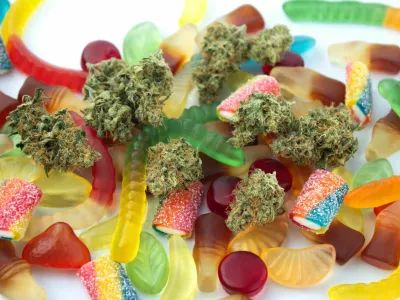 Dried medical marijuana buds lie among gummies of various shapes and flavors. On a cold white background