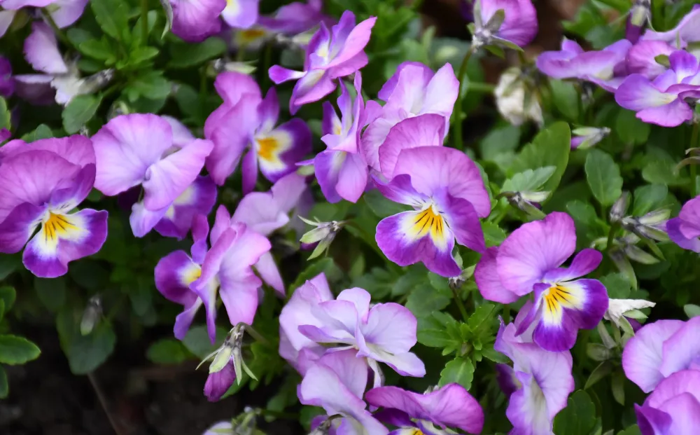 02.04.2025., Slavonski Brod: Prekrasne jarke boje i očaravajuća ljepota proljetnica u gradskim vtrovima i cvjetnjacima. Photo: Ivica Galovic/PIXSELL