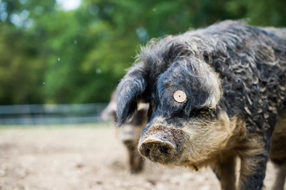 Izmera pra&scaron;iča v novi preobleki: Koline kot kulinarični spektakel