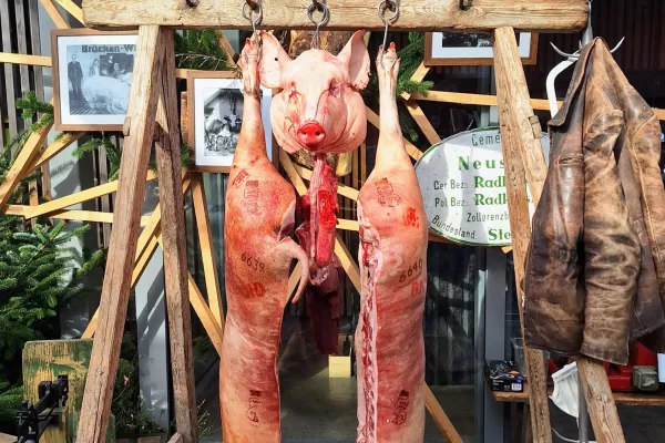 Izmera prašiča v novi preobleki: Koline kot kulinarični spektakel