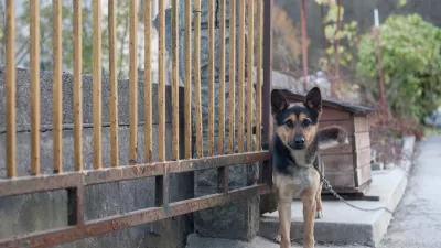 ﻿- 17.11.2015 - simbolična fotografija - pes na verigi - vrvica -   //FOTO: Maja Marko