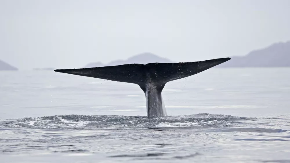 Sinji kit. Foto: Profimedia