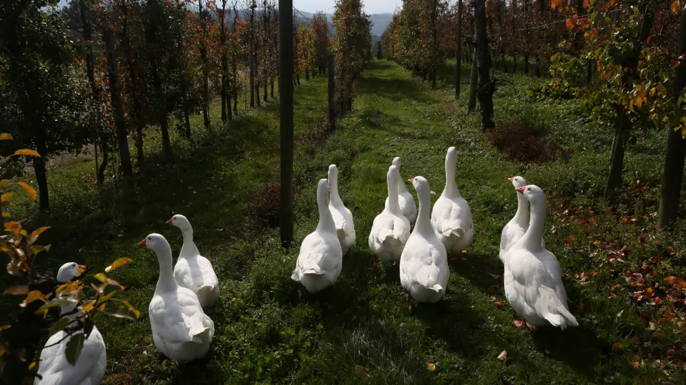 gosi - goske- 22.10.2018 &ndash; Kmetijski in&scaron;titut &ndash; sadovnjak Brdo pri Lukovici - poskusni nasad in del nasada namenjen preizku&scaron;anju novej&scaron;ih sort jablan //FOTO: Luka Cjuha / Foto: Luka Cjuha