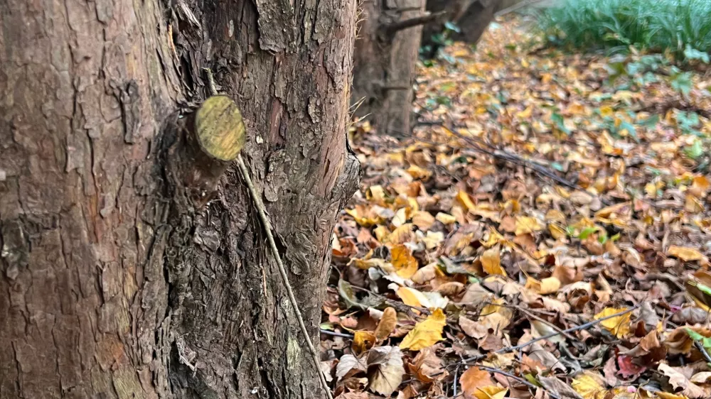 Fallen leaves cover the base of a row of trees at a garden in Long Island, N.Y., on Nov. 3, 2025. (Jessica Damiano via AP)