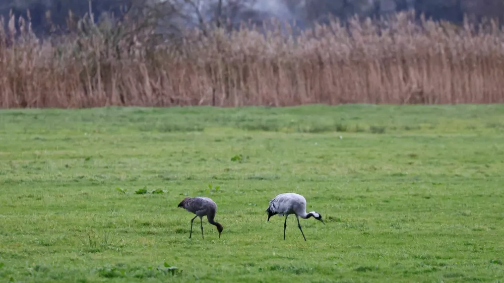FILE PHOTO: Cranes walk at a field following the outbreak of the highly contagious bird flu among cranes at a gathering place for migratory birds, near Linum, Germany, October 28, 2025.  REUTERS/Christian Mang/File Photo